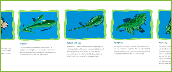 life-cycle-of-a-frog-free-early-years-primary-teaching-resources