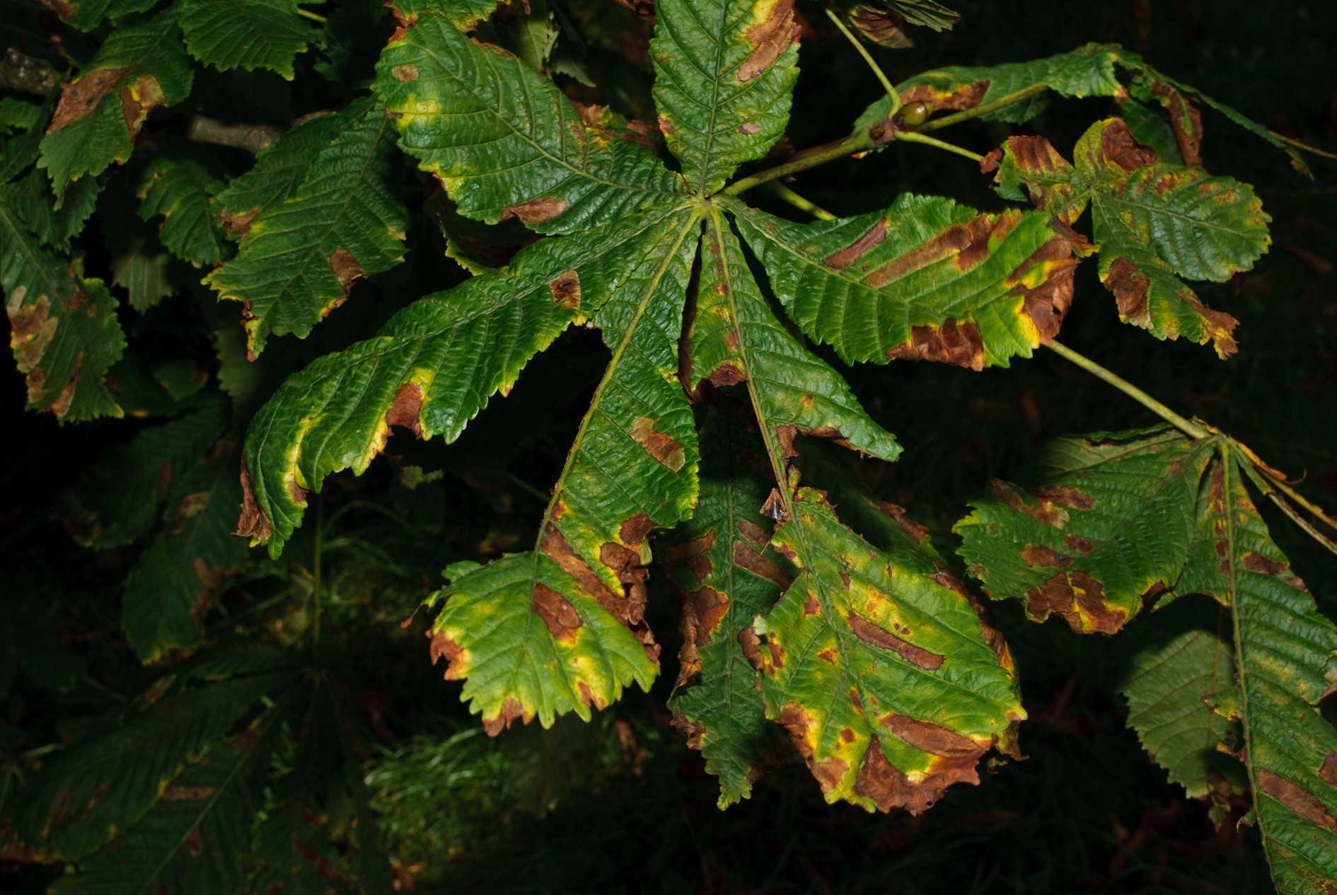 Early Learning Resources Horse Chestnut Tree In Autumn - Free Early ...