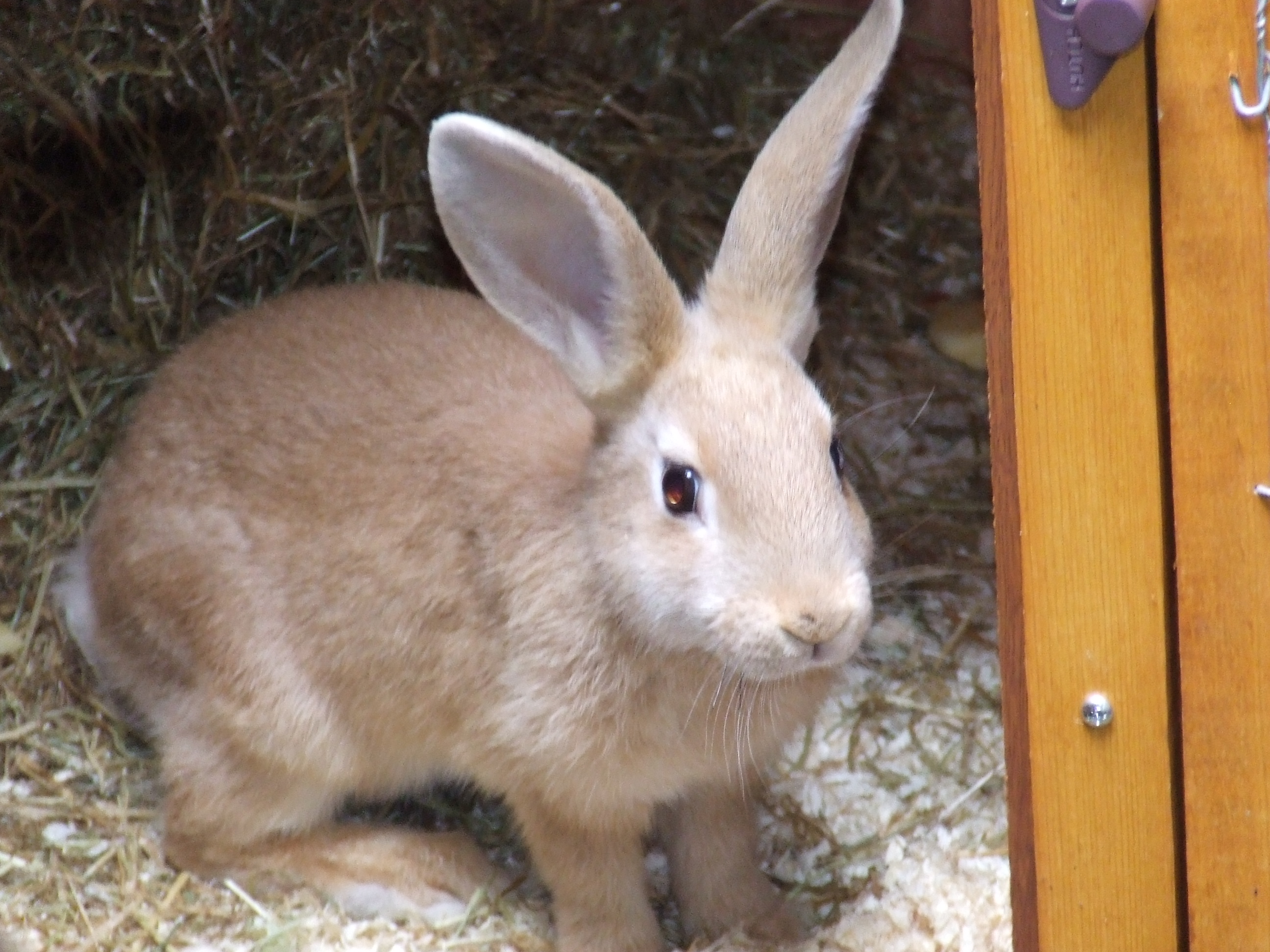 Early Learning Resources Rabbit - Free Early Years and Primary Teaching ...