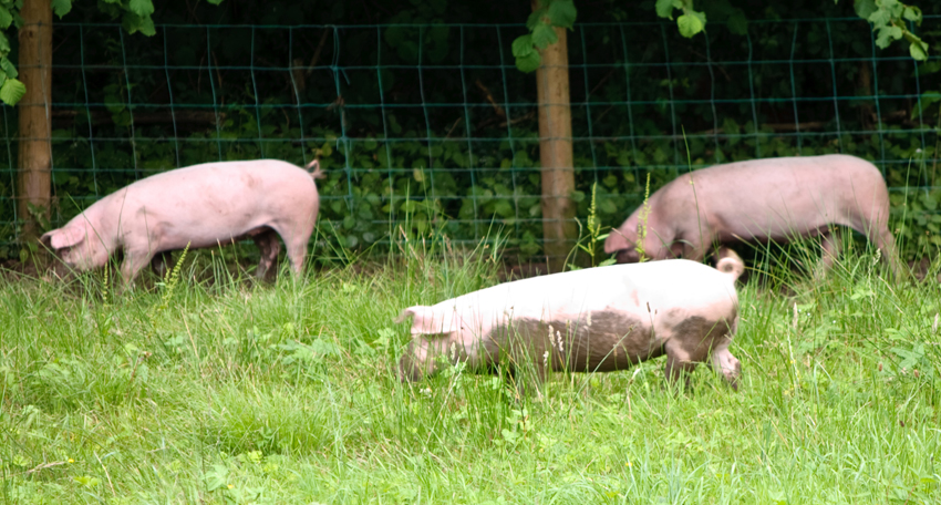 early-learning-resources-pigs-in-a-field-free-early-years-and-primary