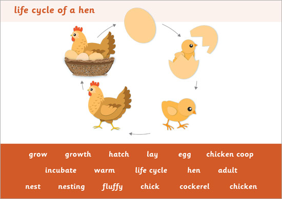 Early Learning Resources Life Cycle of a Hen Word Mat