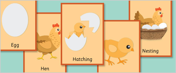 Early Learning Resources Hen Life Cycle Flash Cards