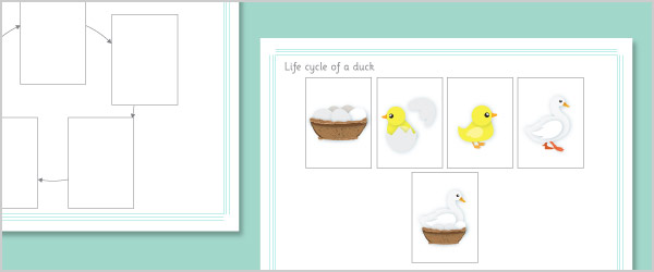 Duck Life Cycle Sequence Cards by Teach Simple