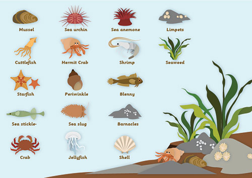 Early Learning Resources Rockpool Word Mat